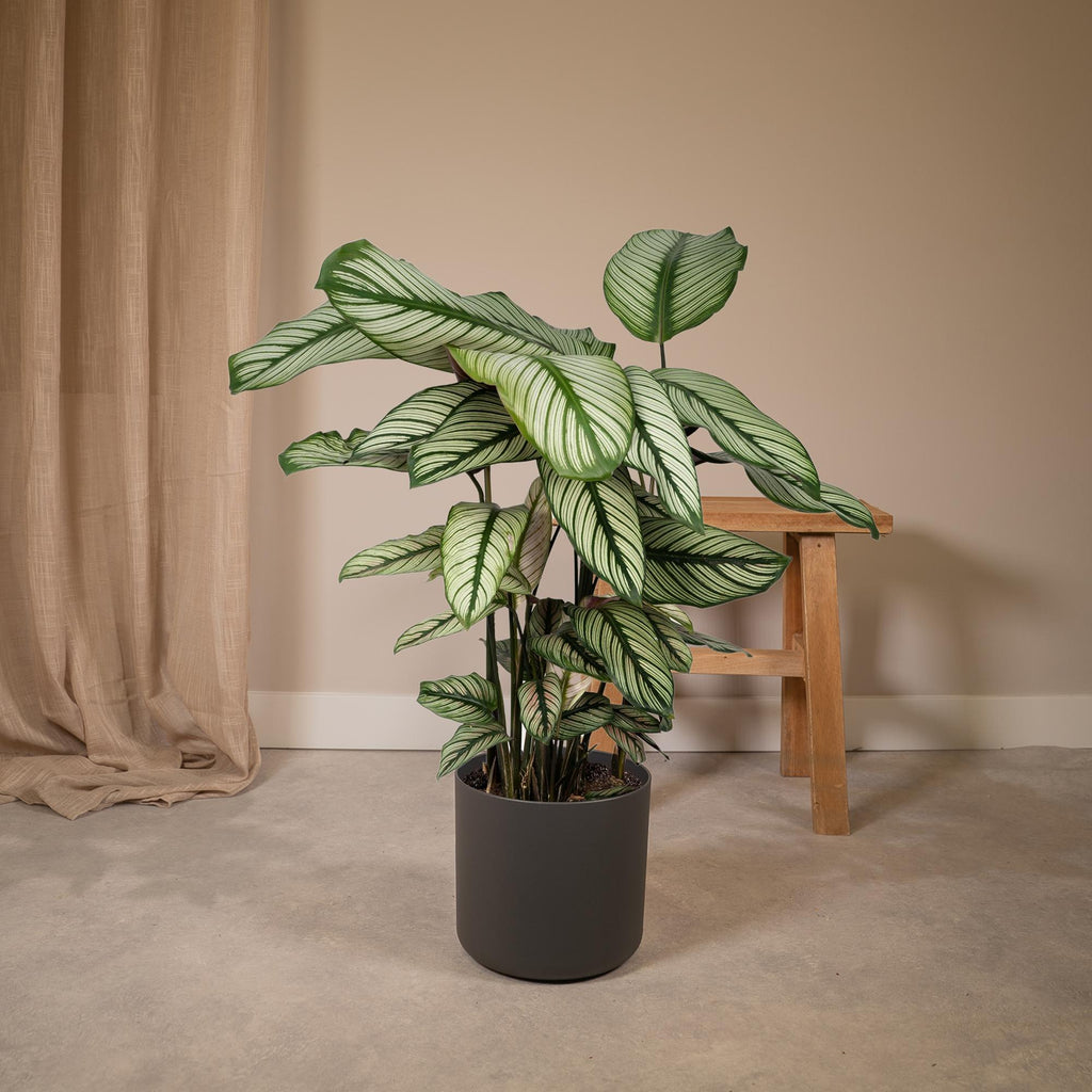 Calathea Whitestar - Pauwenplant - Ø19cm - ↕50cm