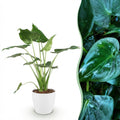Kamerplanten - Alocasia Cucullata - Boeddha,s hand - Weinig onderhoud - Groen - 1 Plant - met Potter Wit - Pot 21cm - Hoogte 65-70cm
