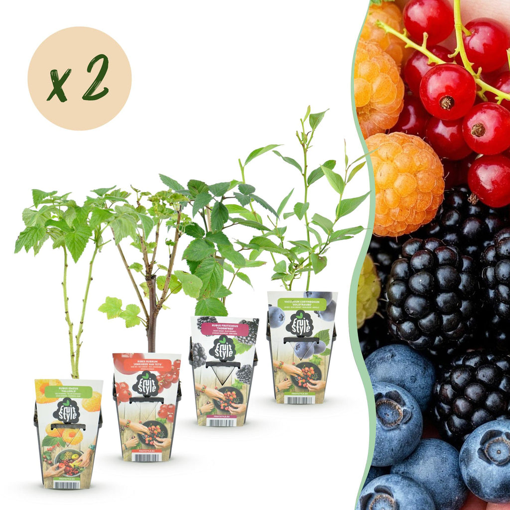 Fruitplanten - Rainbow - Rode Bes - Gele Framboos - Zwarte Braam - Blauwe Bes - Winterhard - 8 Planten - Pot  9cm