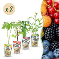 Fruitplanten - Rainbow - Rode Bes - Gele Framboos - Zwarte Braam - Blauwe Bes - Winterhard - 8 Planten - Pot  9cm