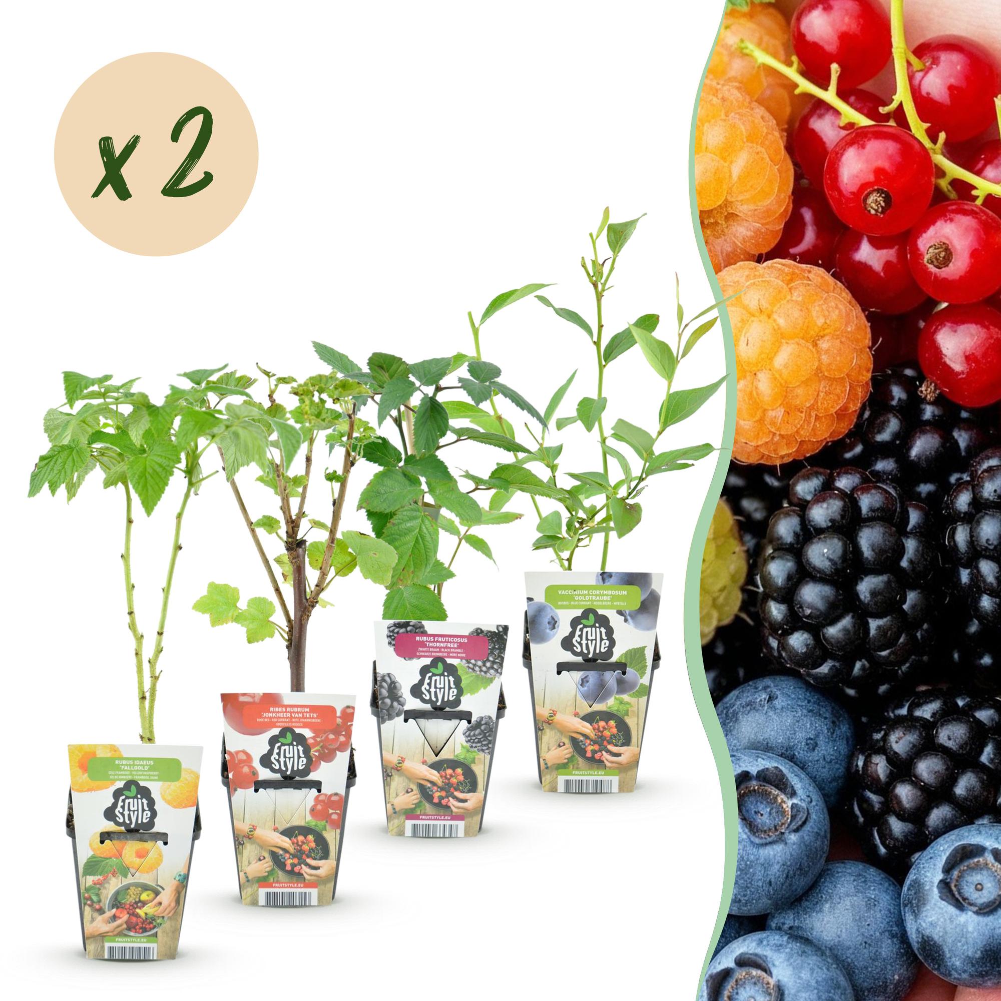 Fruitplanten - Rainbow - Rode Bes - Gele Framboos - Zwarte Braam - Blauwe Bes - Winterhard - 8 Planten - Pot  9cm