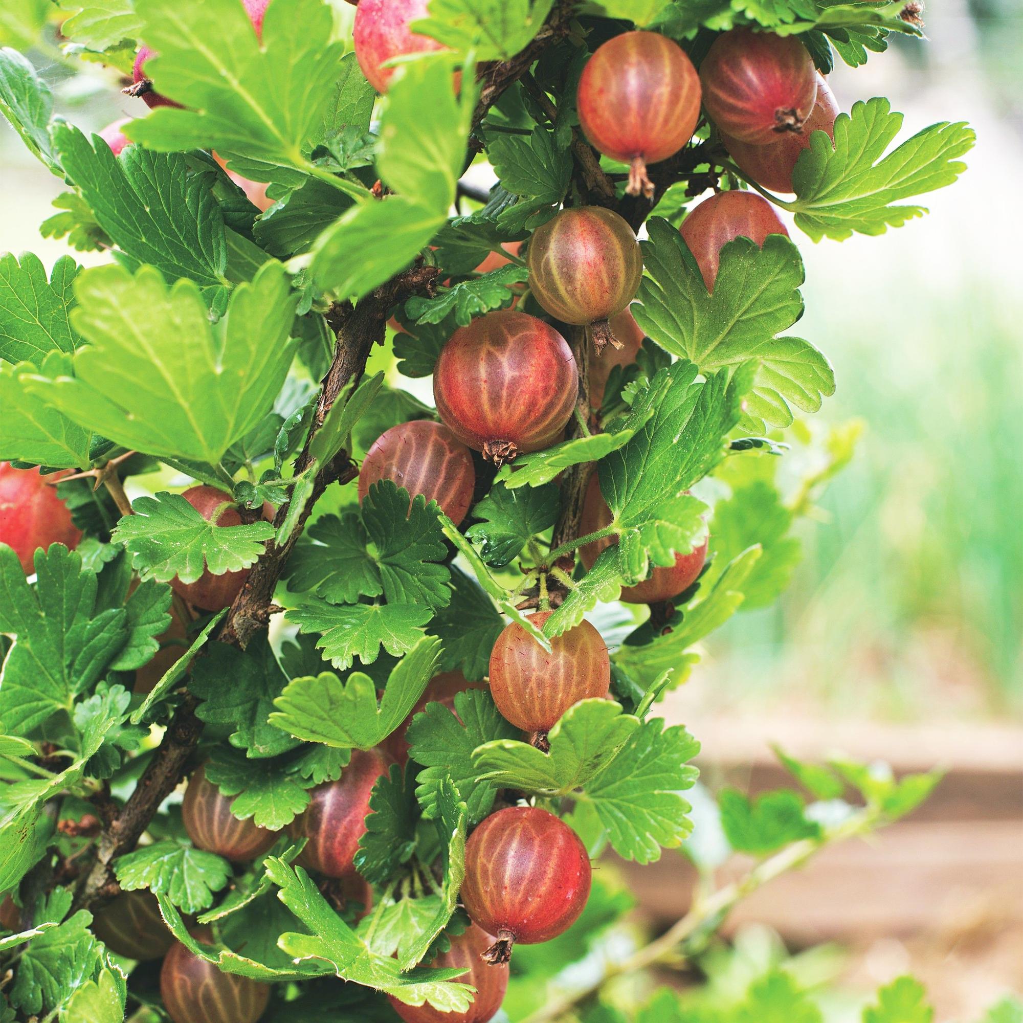 Fruitplant - Ribes uva-crispa Hinnonmäki Röd - Kruisbes - Winterhard - Rode Bes - 2 Planten - Pot 15cm - Hoogte 50cm