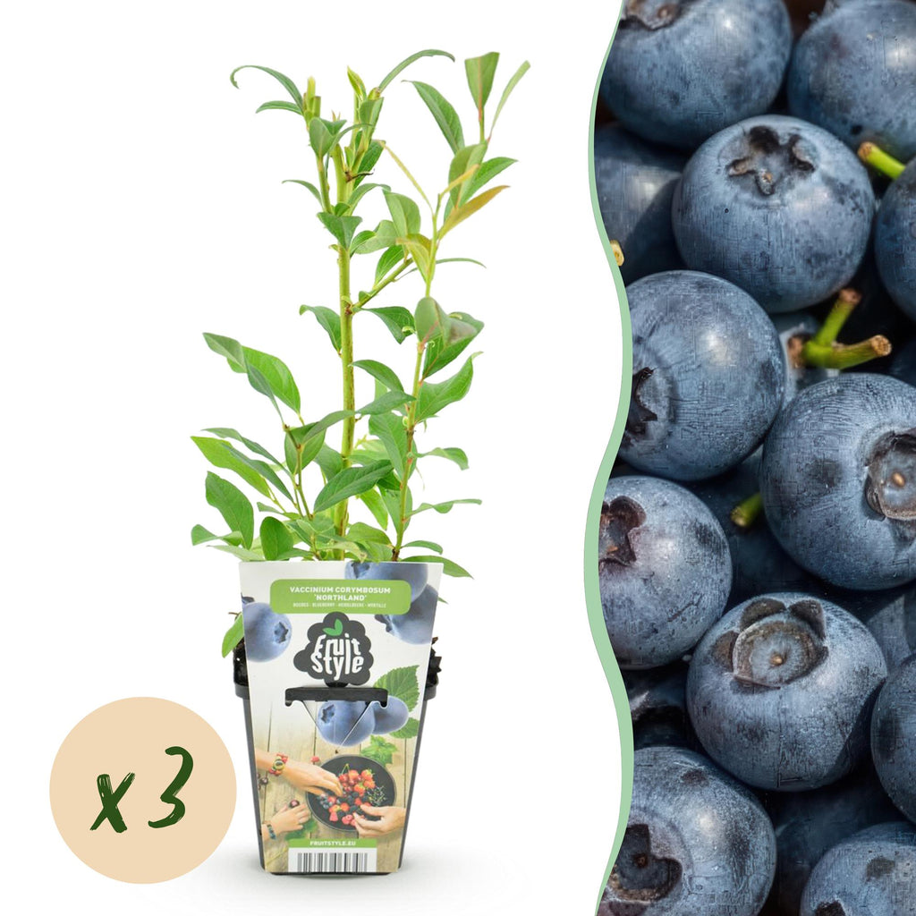 Fruitplanten - Blauwe Bes - Vaccinium corymbossum Northland - Winterhard - 3 Planten -Pot 9 cm - Blauwe Bes