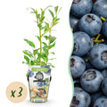 Fruitplanten - Blauwe Bes - Vaccinium corymbossum Northland - Winterhard - 3 Planten -Pot 9 cm - Blauwe Bes