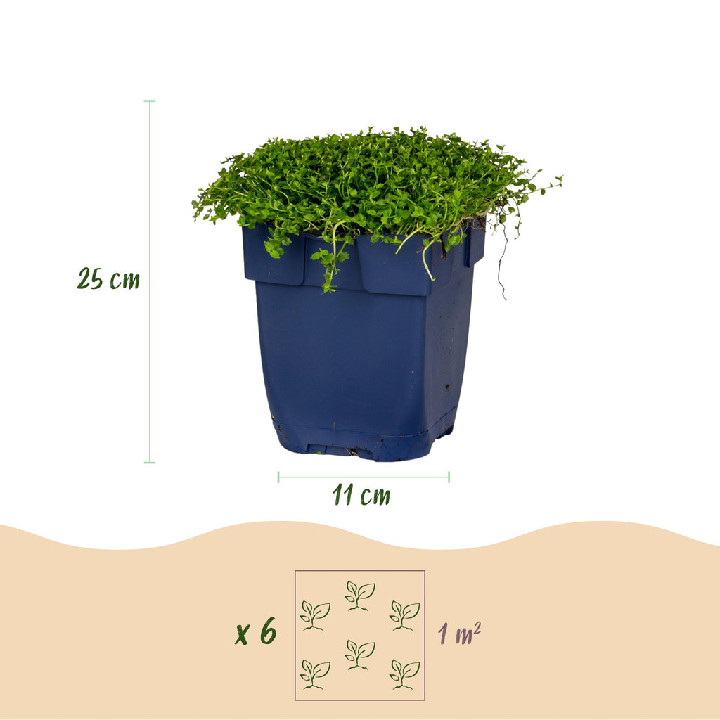 Vasteplant - Isotoma fluviatilis - Sterrenbloem - Rotsplanten - Licht Blauw - 12 Planten - Pot 11cm - Hoogte 15-25cm