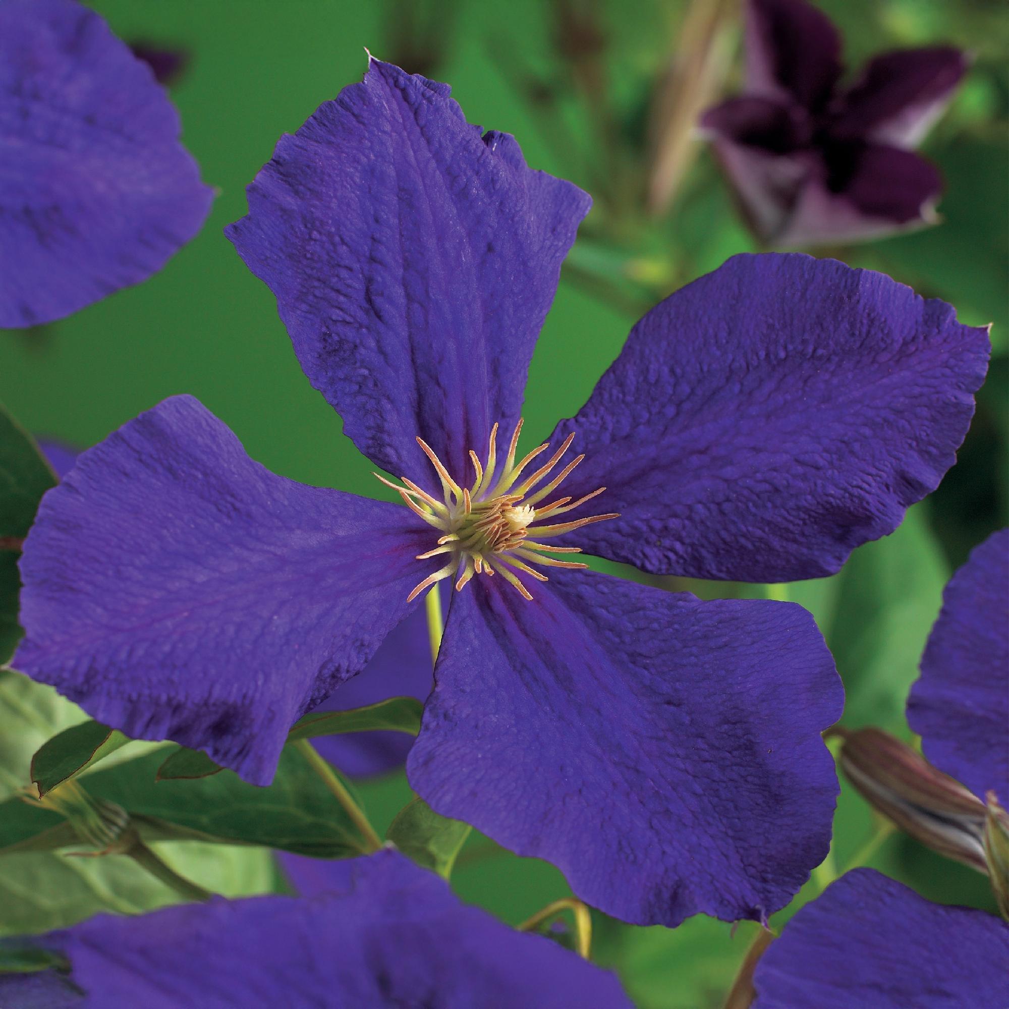 Klimplant - Clematis Jackmanii - Bloem Blauw - Weinig onderhoud -2 planten -  Pot 11cm Hoogte 40cm