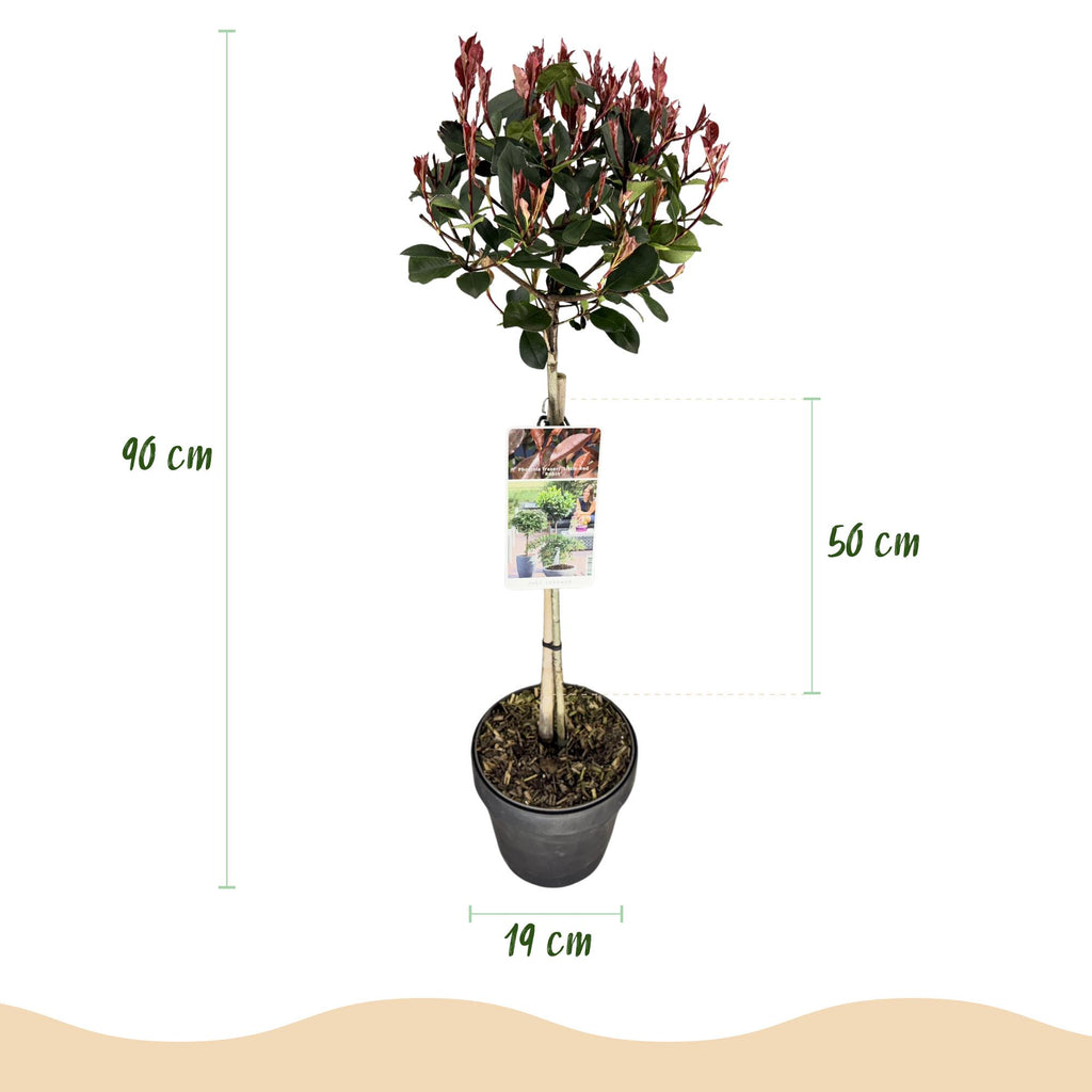 Plant op Stam - Photinia fraseri Little Red Robin - Terras Plant - Bladhoudend - Winterhard - Groen-Rood Blad - Pot 19cm Hoogte 90cm