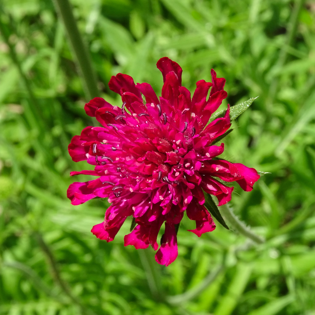 48x Knautia macedonica - ↕10-25cm - Ø9cm