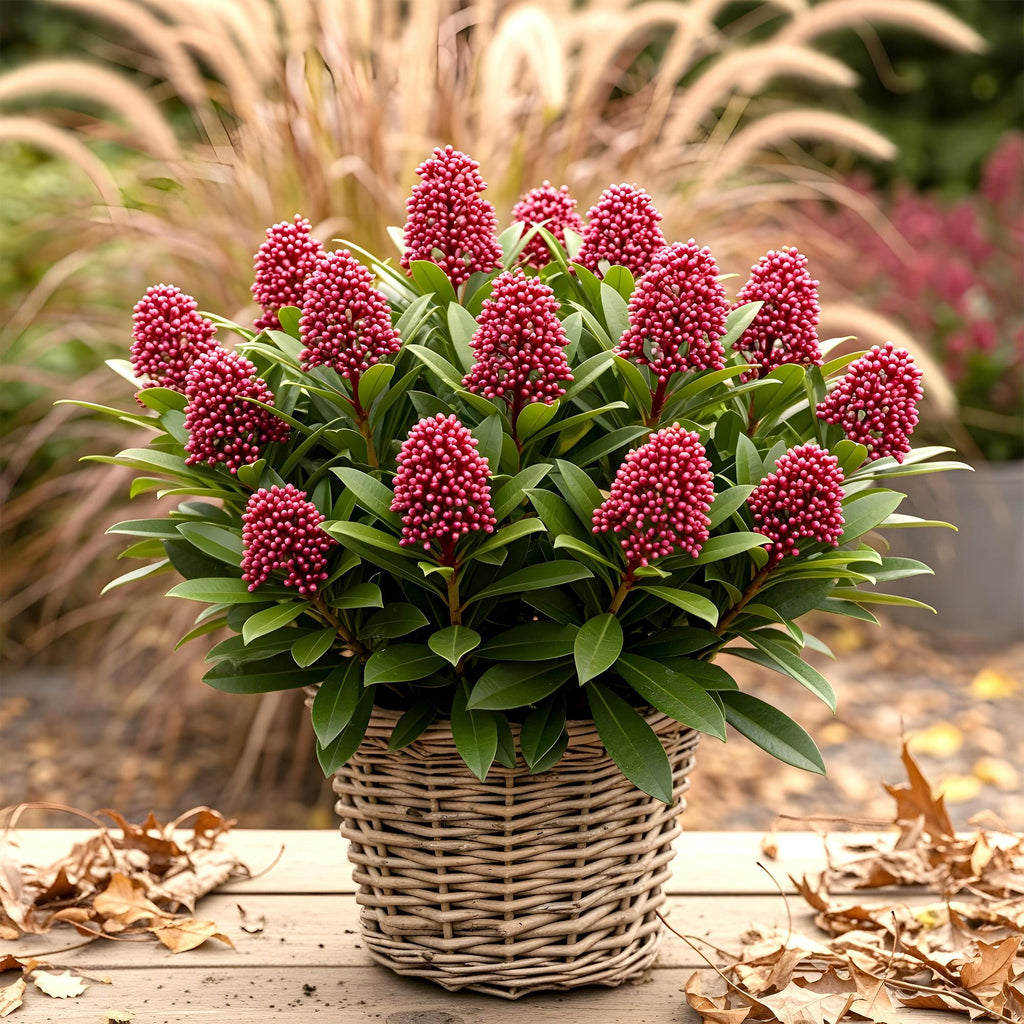 Terrasplant - Skimmia japonica Rubella - Bloem Rood - 10+ Bloemen - 2 Planten - Winterhard - Pot 10,5cm Hoogte 25cm