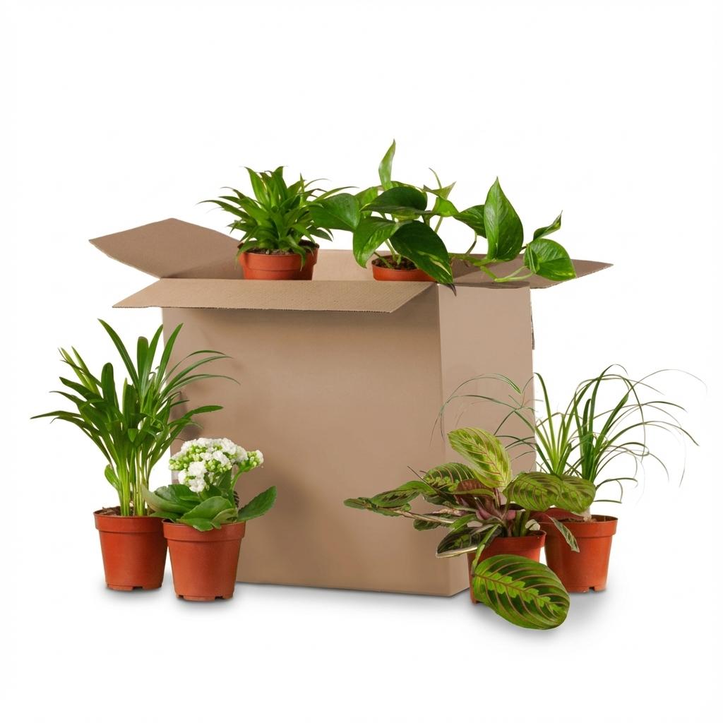 Groene Tweede Kans Box (6 stuks)