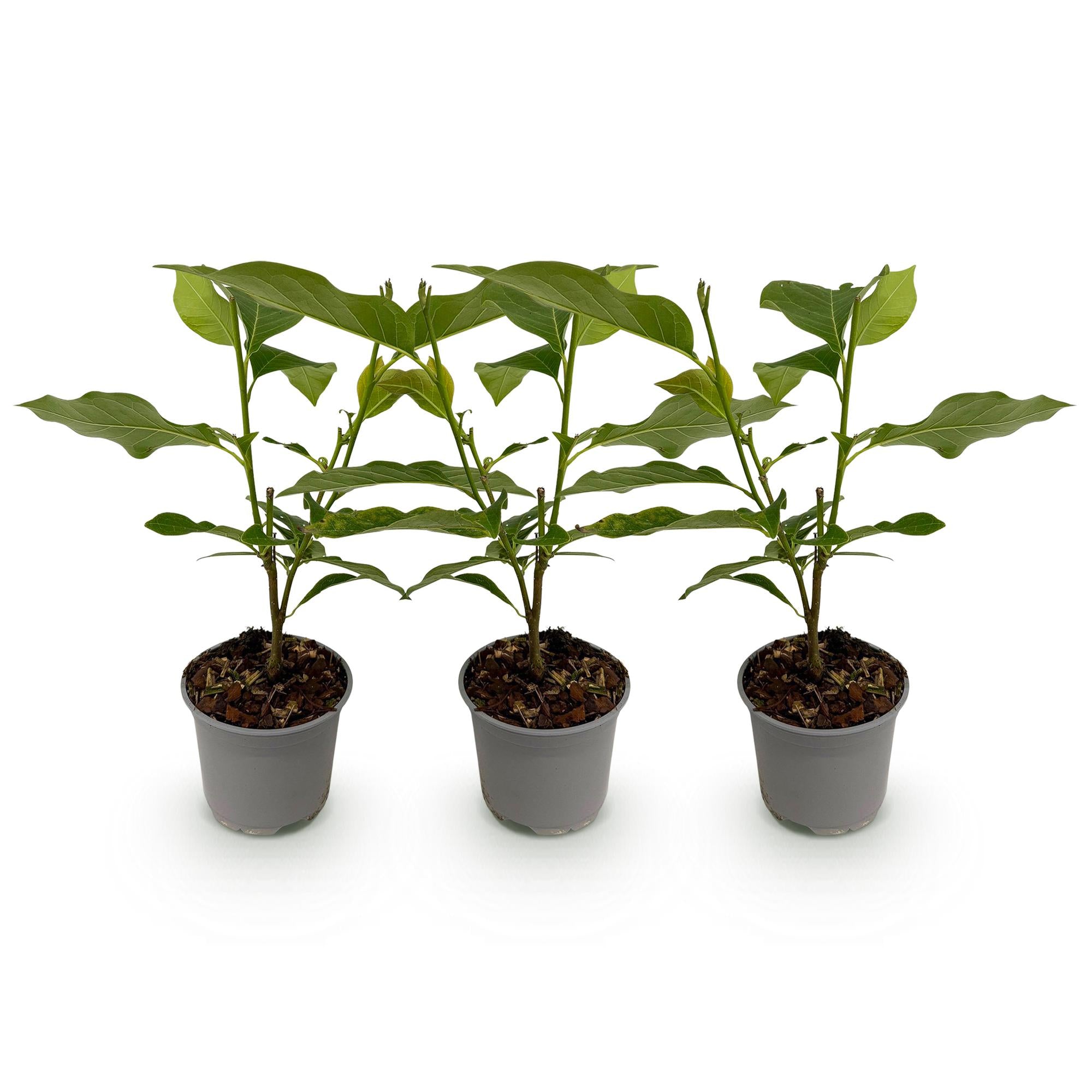 Tuinplant - Magnolia stellata Royal Star - Bloem Wit - 3 Planten - Bladverliezend - Weinig Onderhoud - Pot 12cm Hoogte 30cm