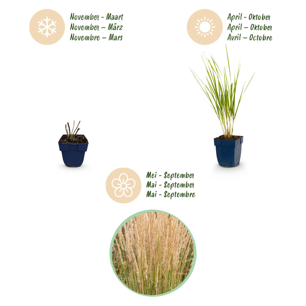 Grassen - Calamagrostis Karl Foerster - Struisriet - Met Pluim - Groen - 1 Plant - Pot 11cm - Hoogte 15-25cm