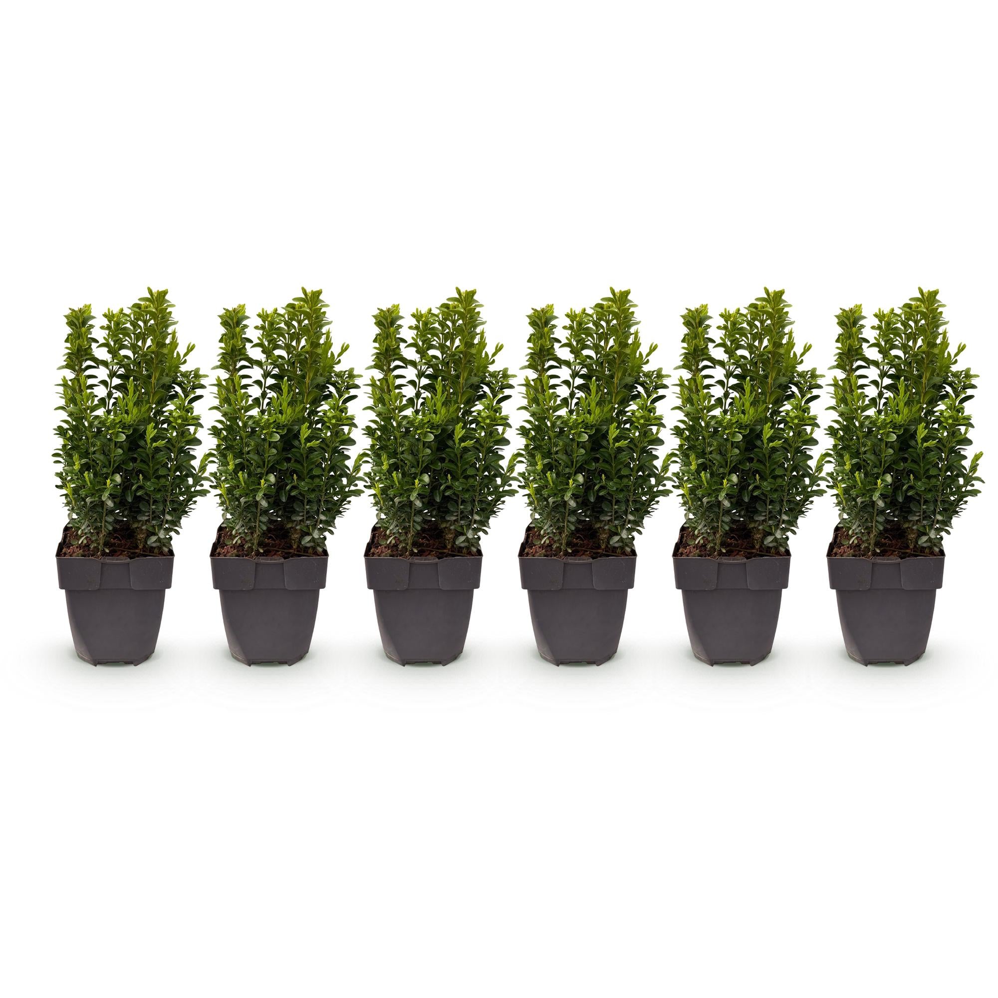 Haagplanten - Buxus sempervirens -  blad groen - 6 planten - 1 strekkende meter - groenblijvend - pot 17cm hoogte 45cm