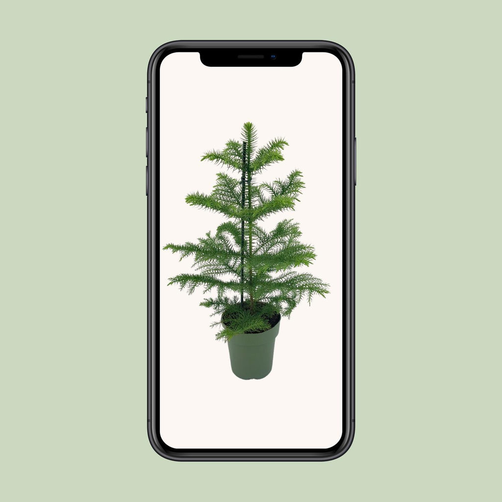 Araucaria Heterophylla - Ø14cm - ↕40cm