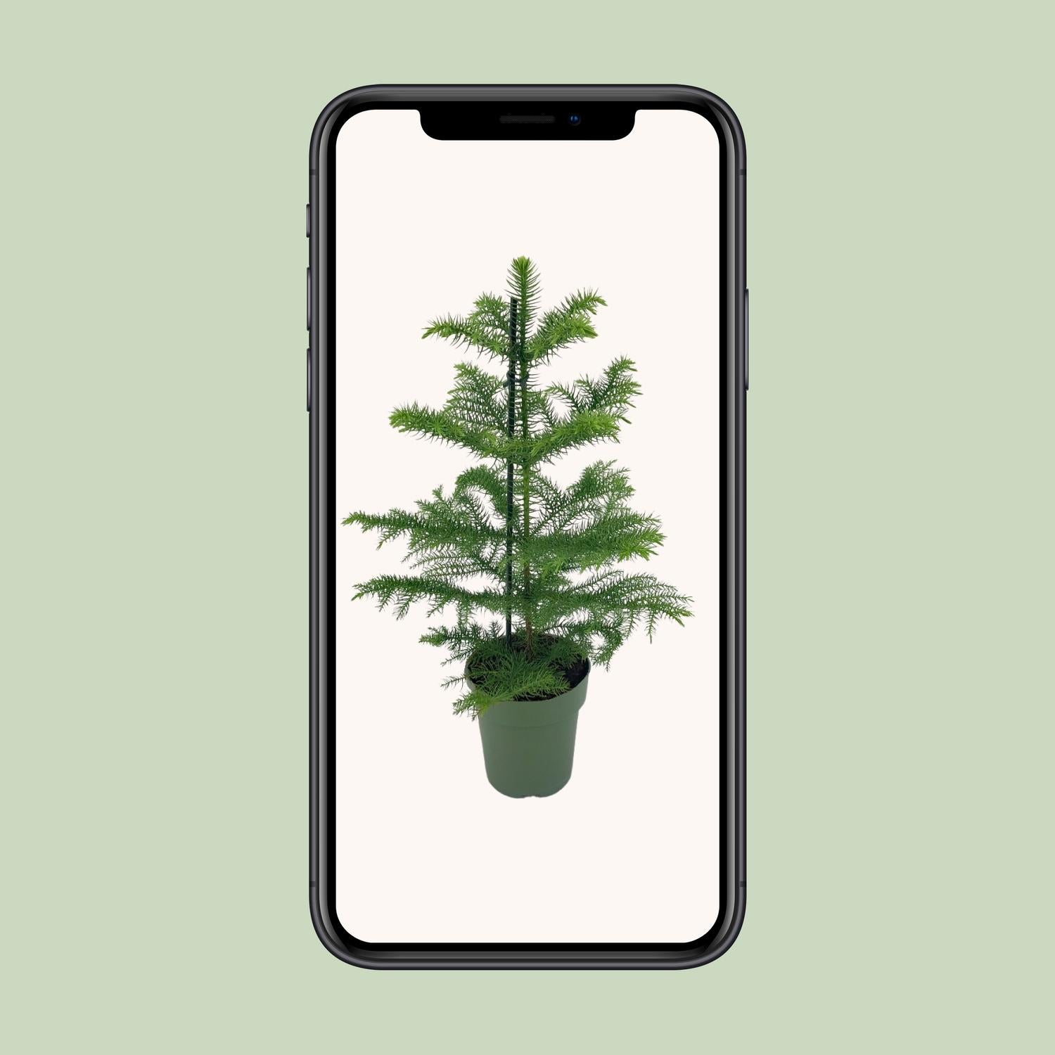 Araucaria Heterophylla - Ø14cm - ↕40cm