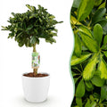 Kamerplanten - Schefflera Gold Capelle - Vingerboom - Weinig onderhoud - Groen - goud - 1 Plant - met Potter Wit - Pot 21cm - Hoogte 70-80cm