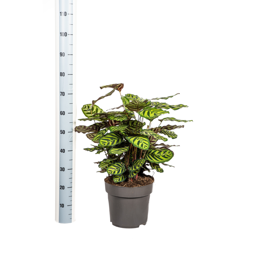 Calathea Makoyana Ø27cm - ↕60 - 80cm