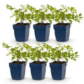 Vasteplant - Astilbe (J) Deutschland - Pluimspirea - Schaduw - Wit - 6 Planten - Pot 11cm - Hoogte 15-25cm