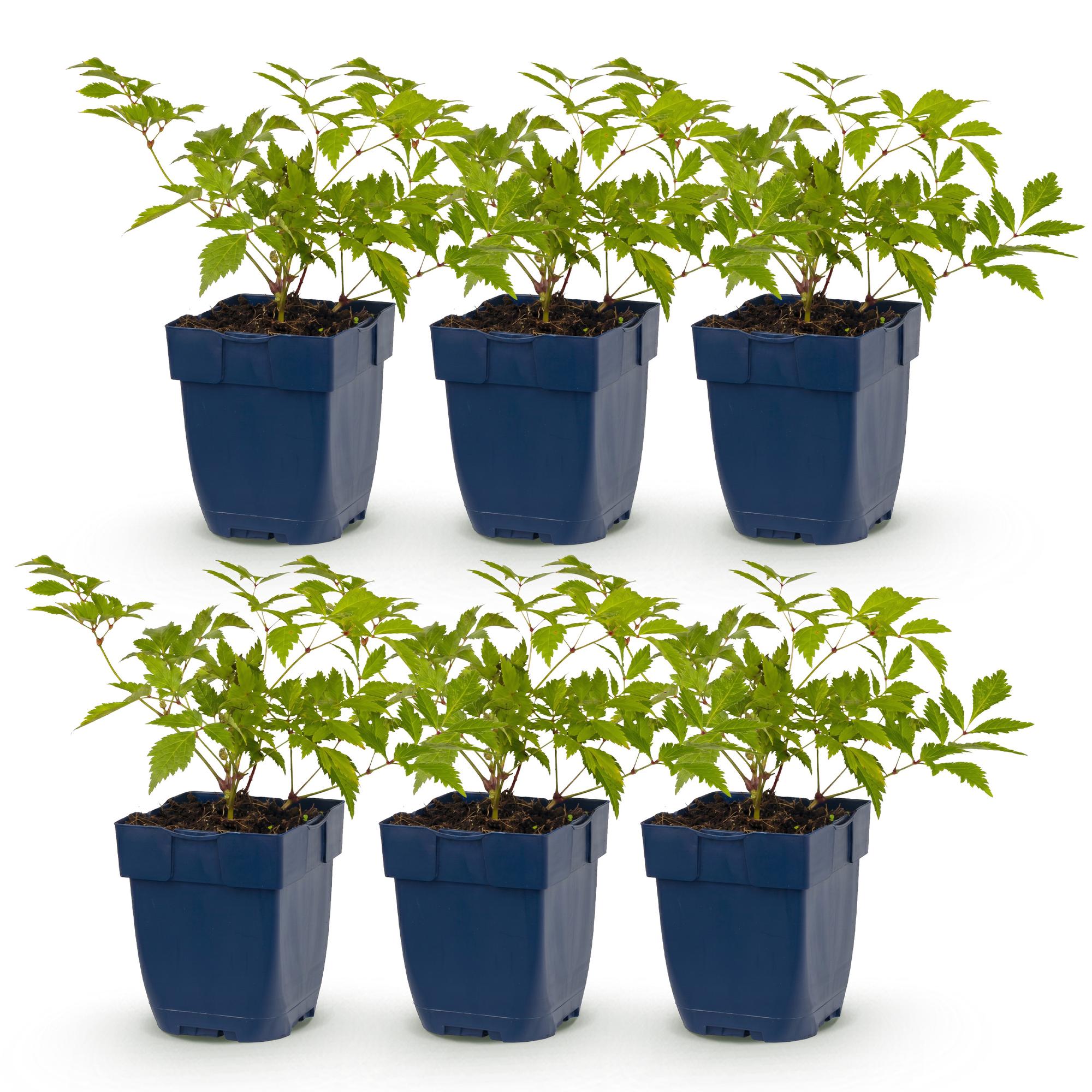 Vasteplant - Astilbe (J) Deutschland - Pluimspirea - Schaduw - Wit - 6 Planten - Pot 11cm - Hoogte 15-25cm