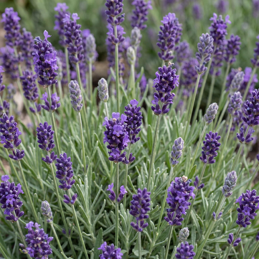 Vasteplant - Lavandula ang. Munstead - Lavendel - Geurend - Paars - 6 Planten - Pot 11cm - Hoogte 15-25cm