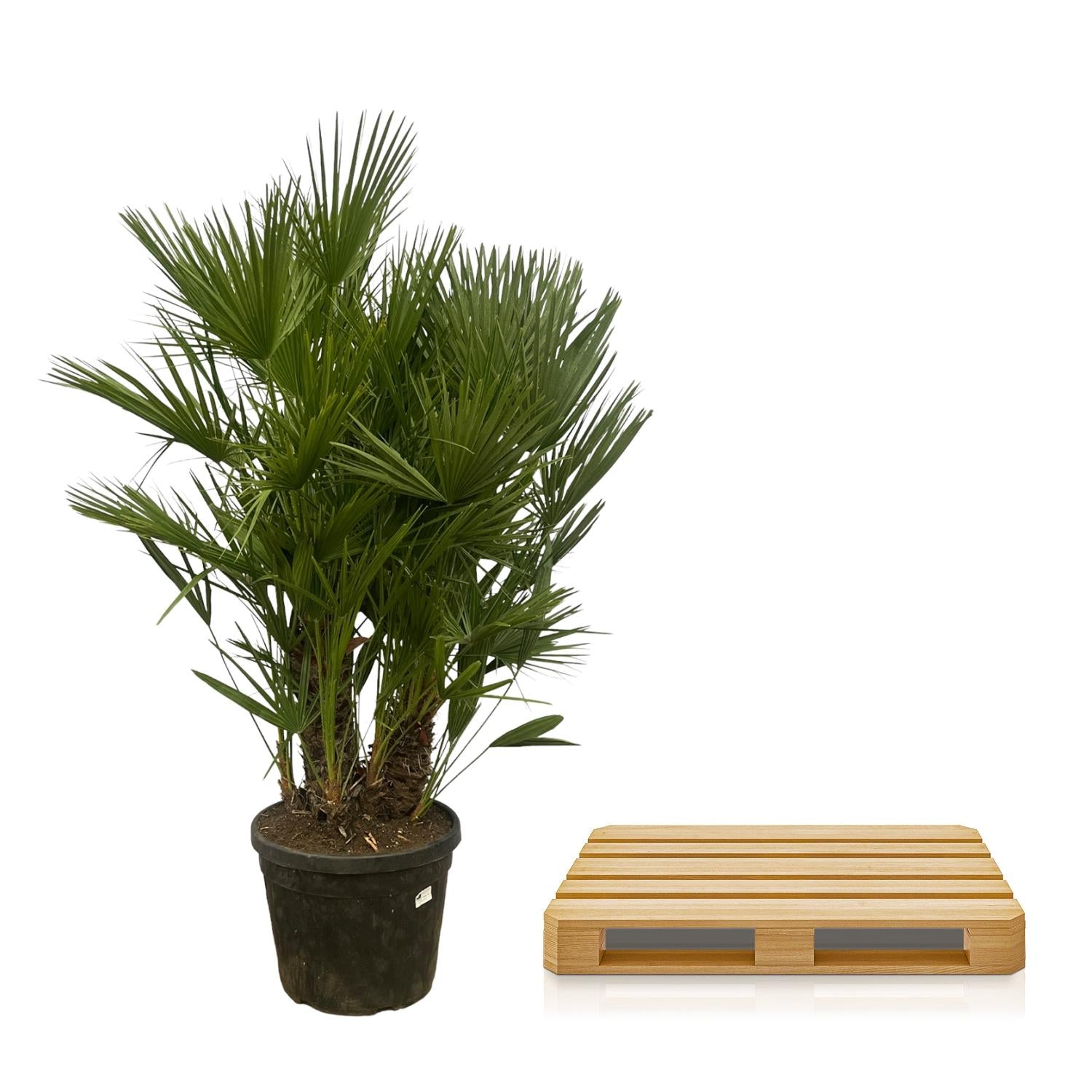 Chamaerops Humilis multi stam - 160 - 220 cm - Ø50cm