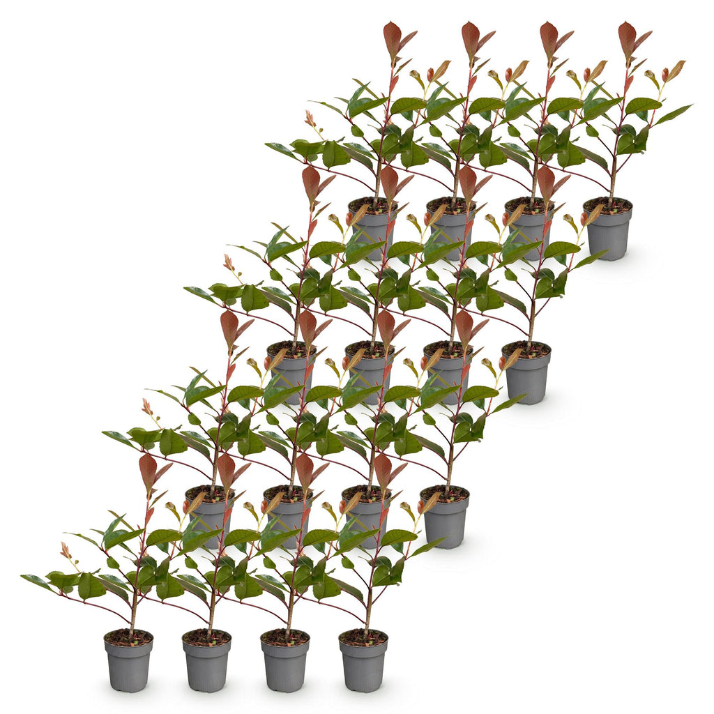 16x Photinia fraseri Red Robin - Glansmispel - Haagplanten - Groenblijvend - Rood - Pot 9cm - Hoogte 25-35cm