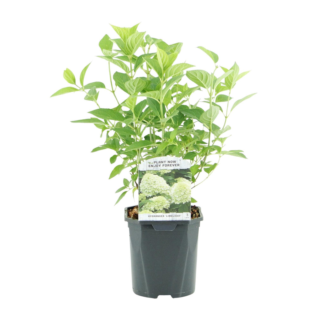 Pluim Hortensia - Hydrangea panniculata Limelight - Bloem Creme Wit  - 1 Plant - Bladverliezend - Grote Bloemen - Pot 17cm Hoogte 50cm