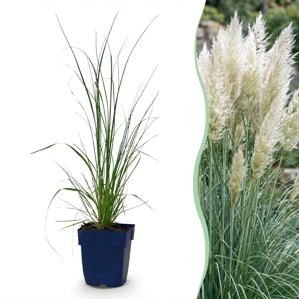 Grassen - Cortaderia sell. Pumila - Dwergpampasgras - Met Pluim - Grijs - 1 Plant - Pot 11cm - Hoogte 15-25cm