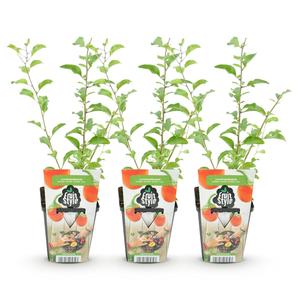Fruitplanten - Goijbes - Lycium Barbarum - Winterhard - 3 Planten - Pot  9 cm - Oranje - Rode Vrucht