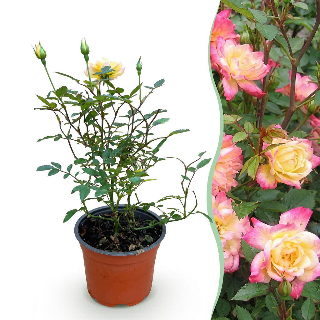 Tuin Roos - Rosa Tricolor Fairy - Roos - Winterhard - Geel-Roze - 1 Plant - Pot 12cm - Hoogte Hoogte 20-25cm