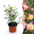 Tuin Roos - Rosa Tricolor Fairy - Roos - Winterhard - Geel-Roze - 1 Plant - Pot 12cm - Hoogte Hoogte 20-25cm