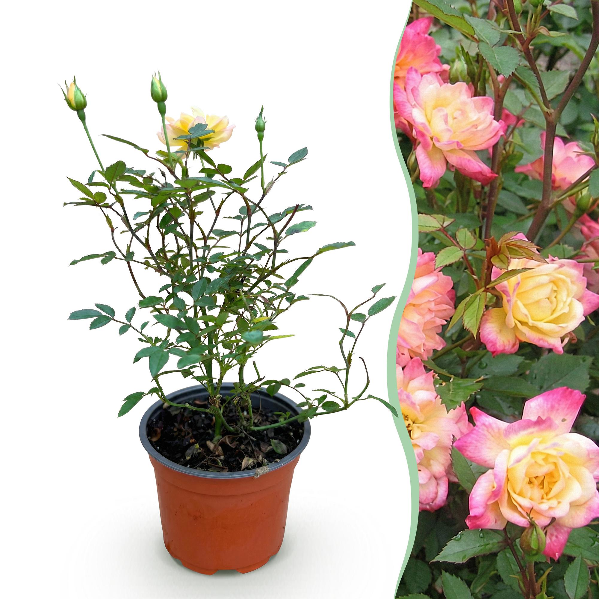 Tuin Roos - Rosa Tricolor Fairy - Roos - Winterhard - Geel-Roze - 1 Plant - Pot 12cm - Hoogte Hoogte 20-25cm