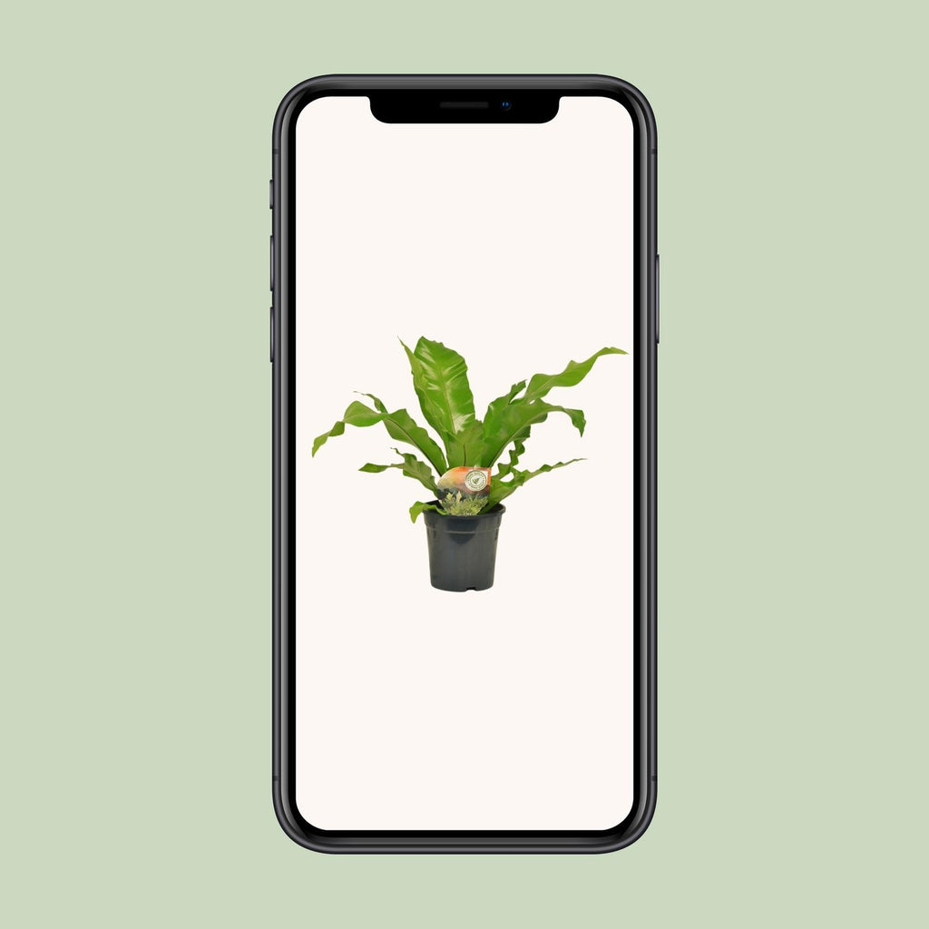 Asplenium Nidus - Ø17cm - ↕60cm