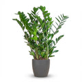 Zamioculcas Zamiifolia met Potter grijs - 80cm - Ø21