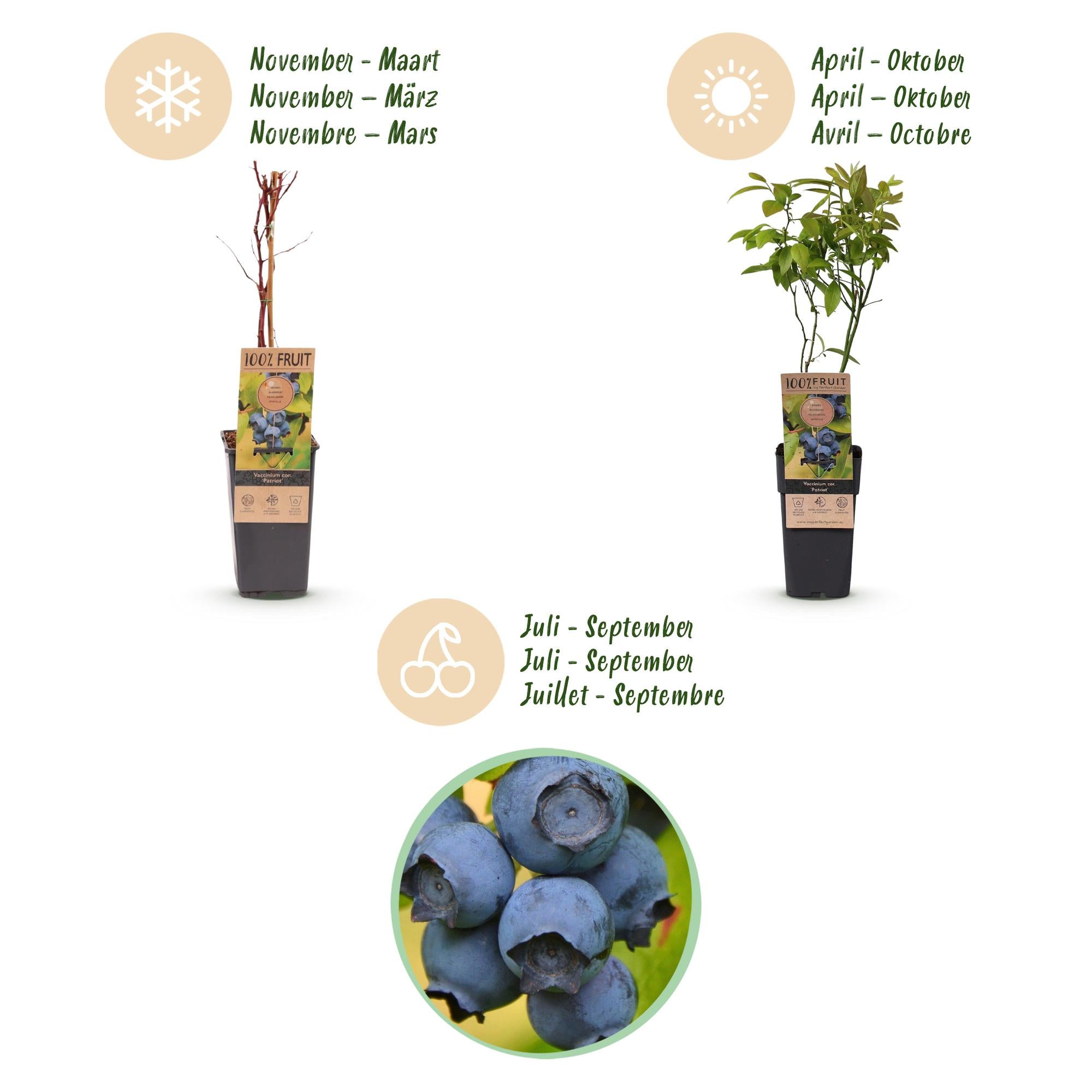 Fruitplant - Vaccinium corymbosum Patriot - Bosbes - Winterhard - Blauwe Bes - 2 Planten - Pot 15cm - Hoogte 50cm