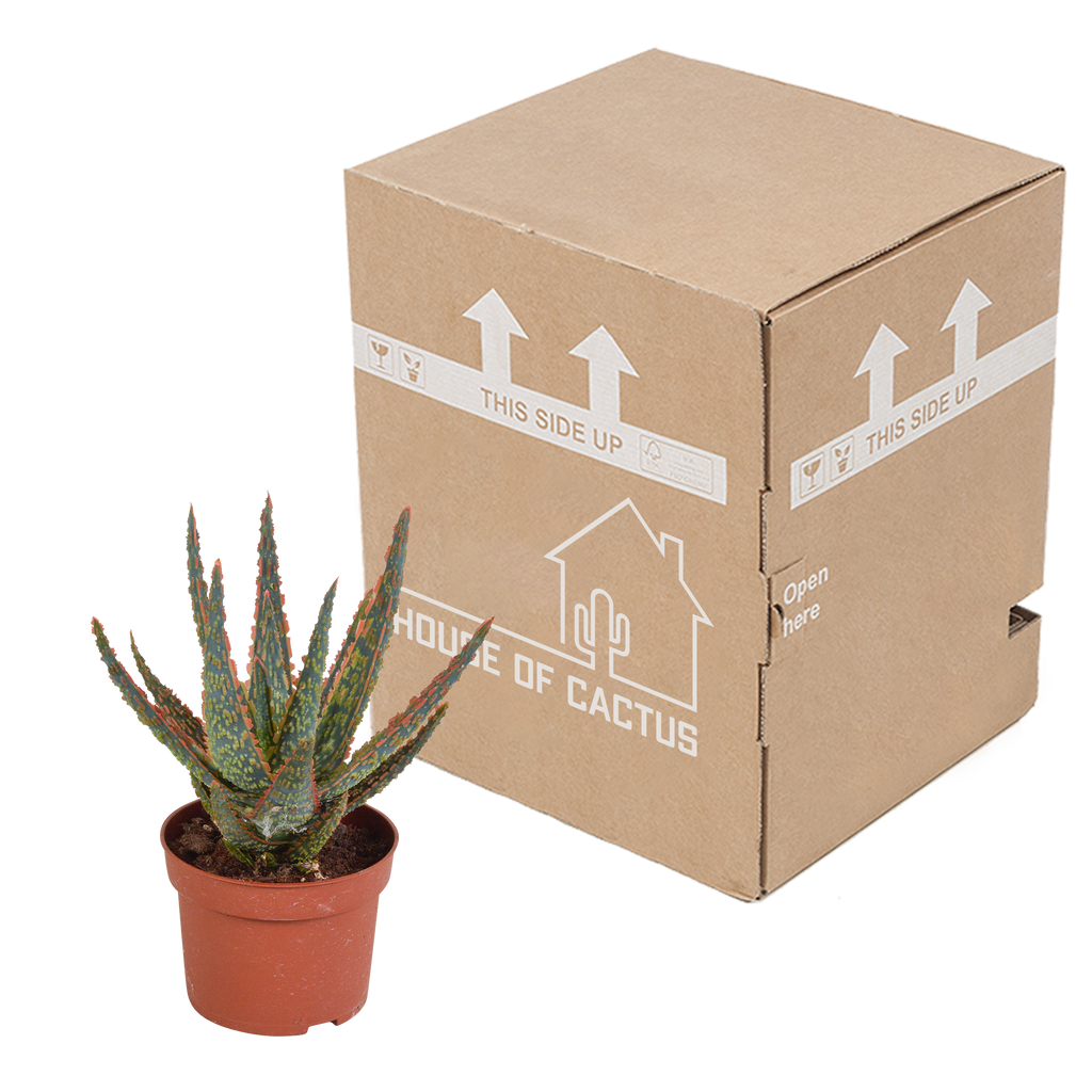 Aloë zebrina Dannyz 10,5cm - zonder pot