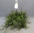 Muehlenbeckia WOLKJE DER LIEFDE - Ø22cm - ↕35cm