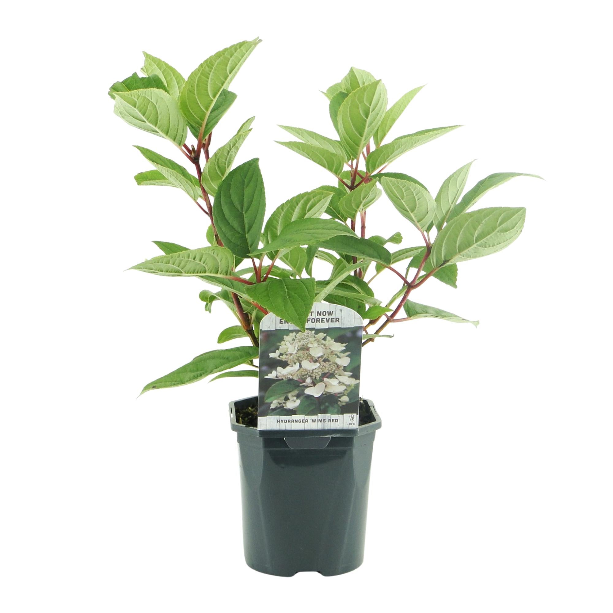 Pluim Hortensia - Hydrangea panniculata Wims Red - Bloem Wit Rood  - 1 Plant - Bladverliezend - Grote Bloemen - Pot 17cm Hoogte 50cm