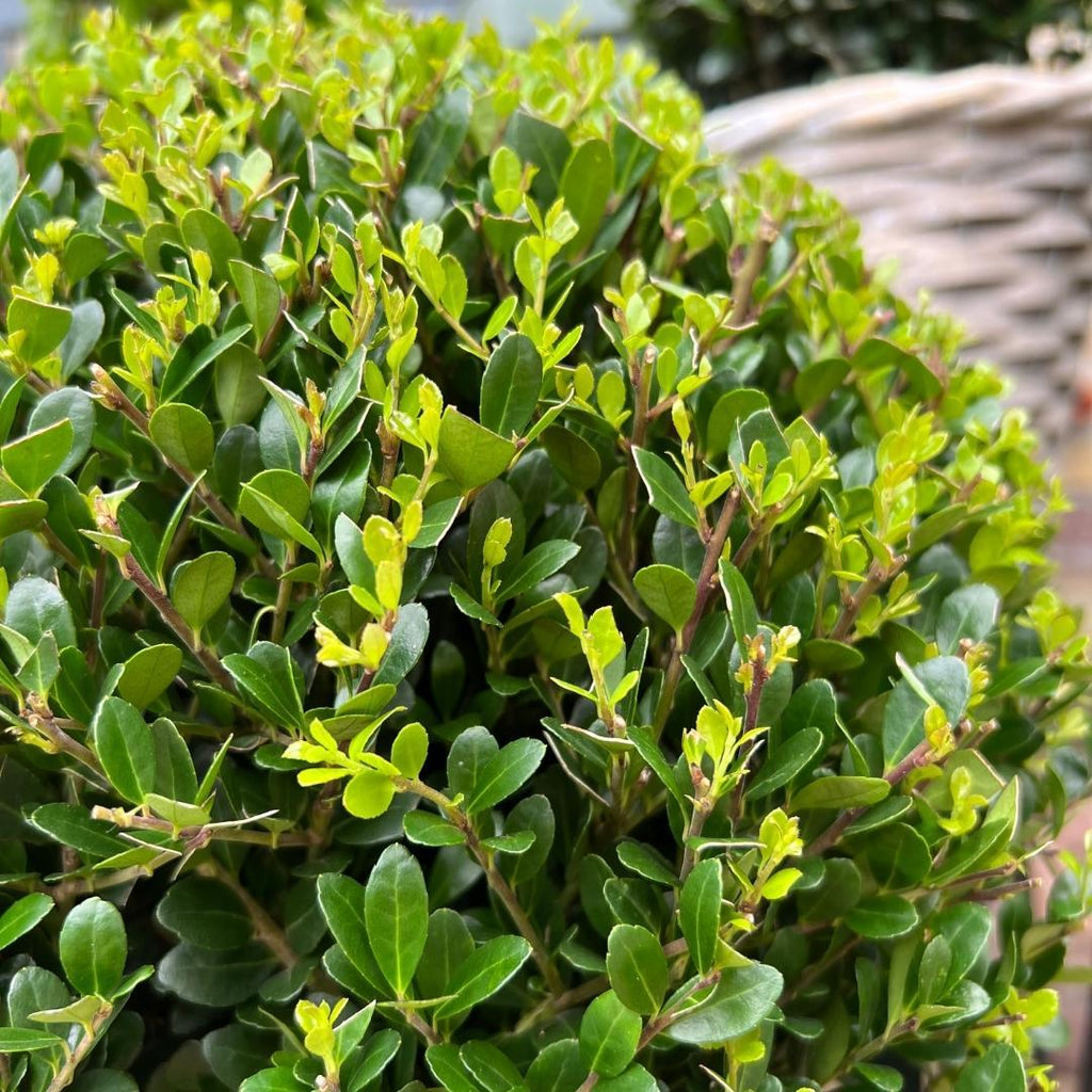2x Ilex crenata 'Jenny' bol XL | set van 2 stuks | 19 cm Ø