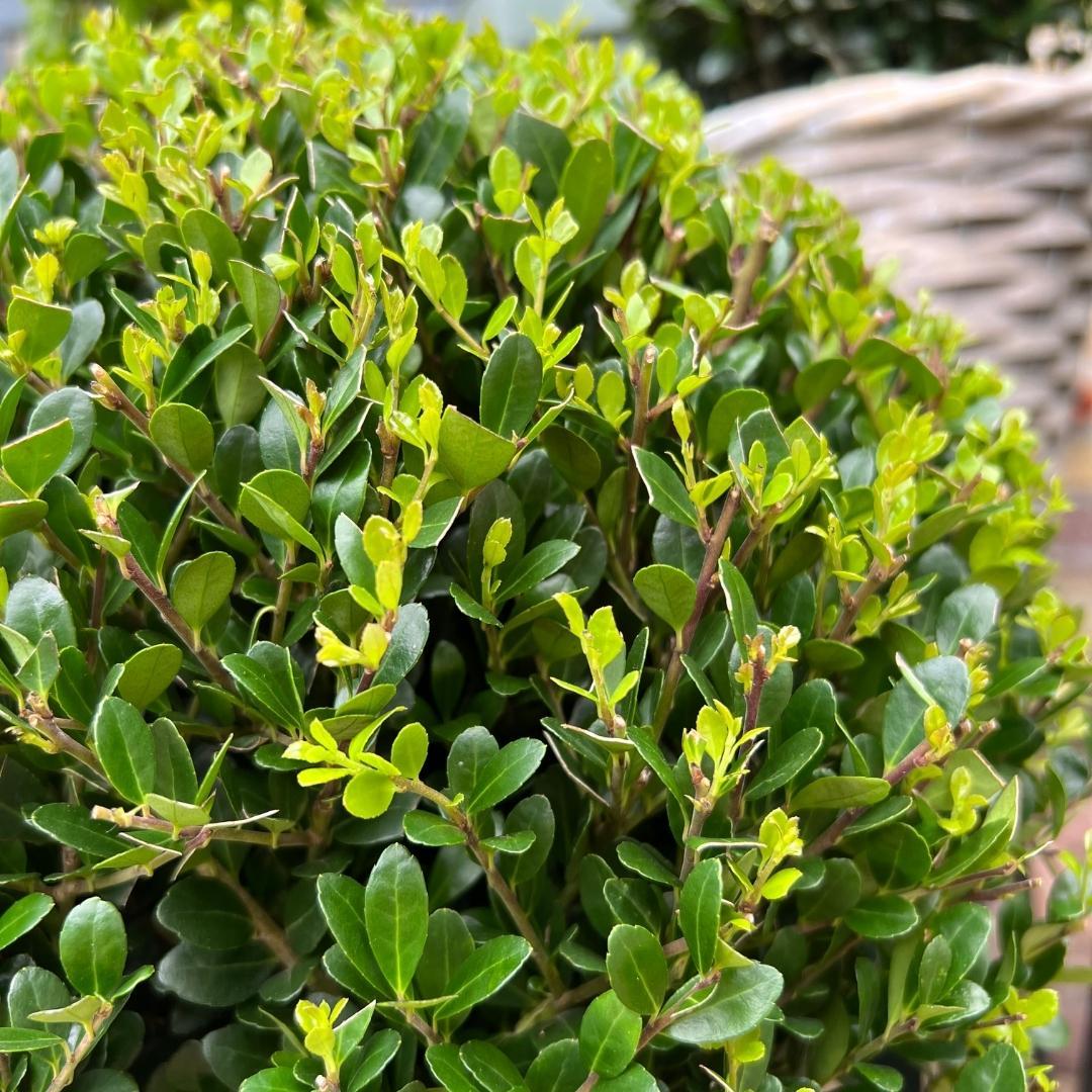 2x Ilex crenata 'Jenny' bol XL | set van 2 stuks | 19 cm Ø