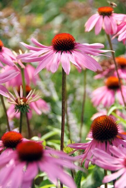 24x Echinacea p. 'Magnus' - ↕10-25cm - Ø9cm