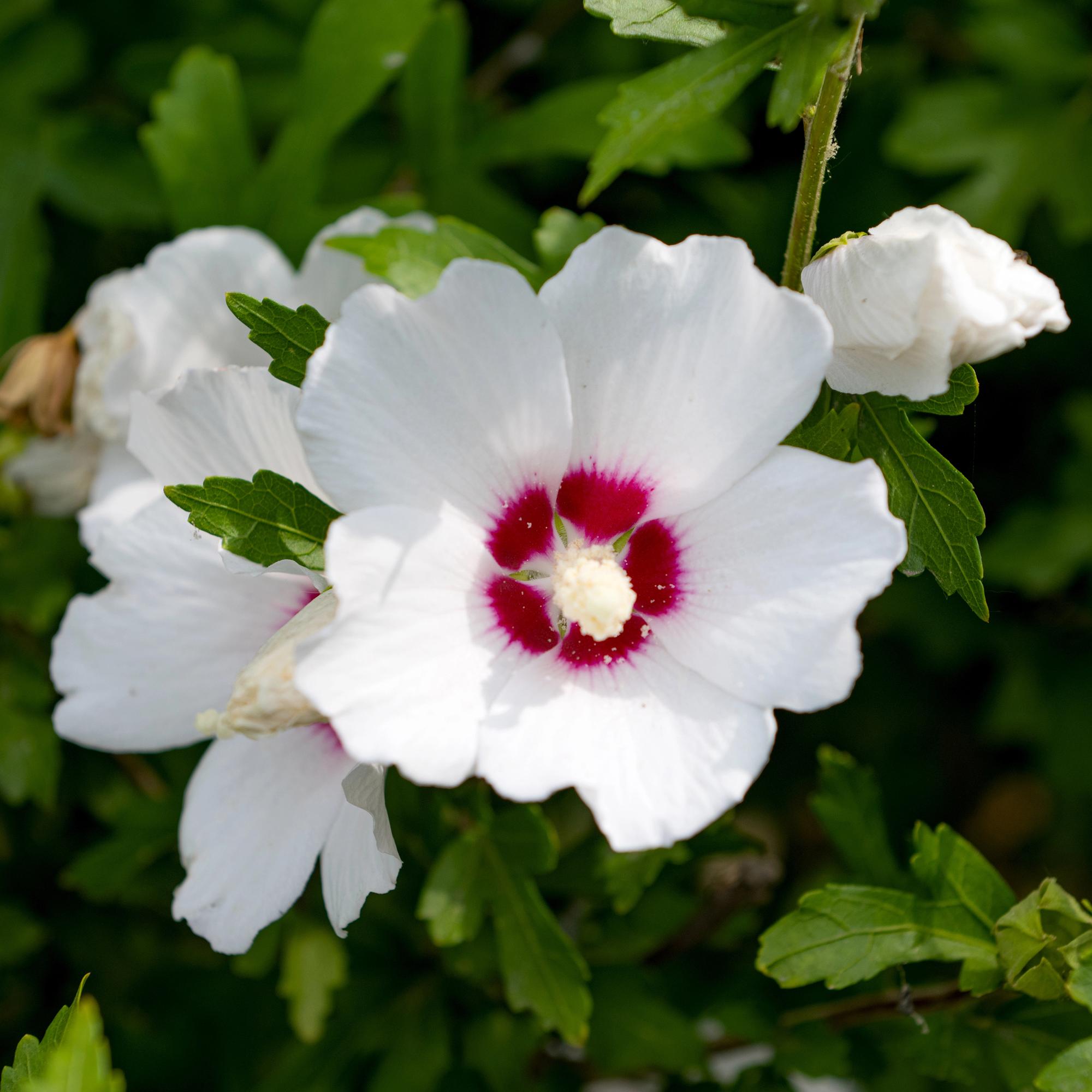 Tuinplant - Hibiscus syriacus Red Heart - Tuin Hibiscus - Winterhard - Wit - Rood - 3 Planten - Pot 17cm - Hoogte 45cm