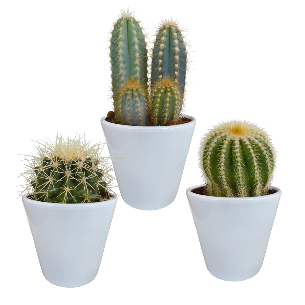 Cactus mix 8.5 cm - 3x - in witte pot