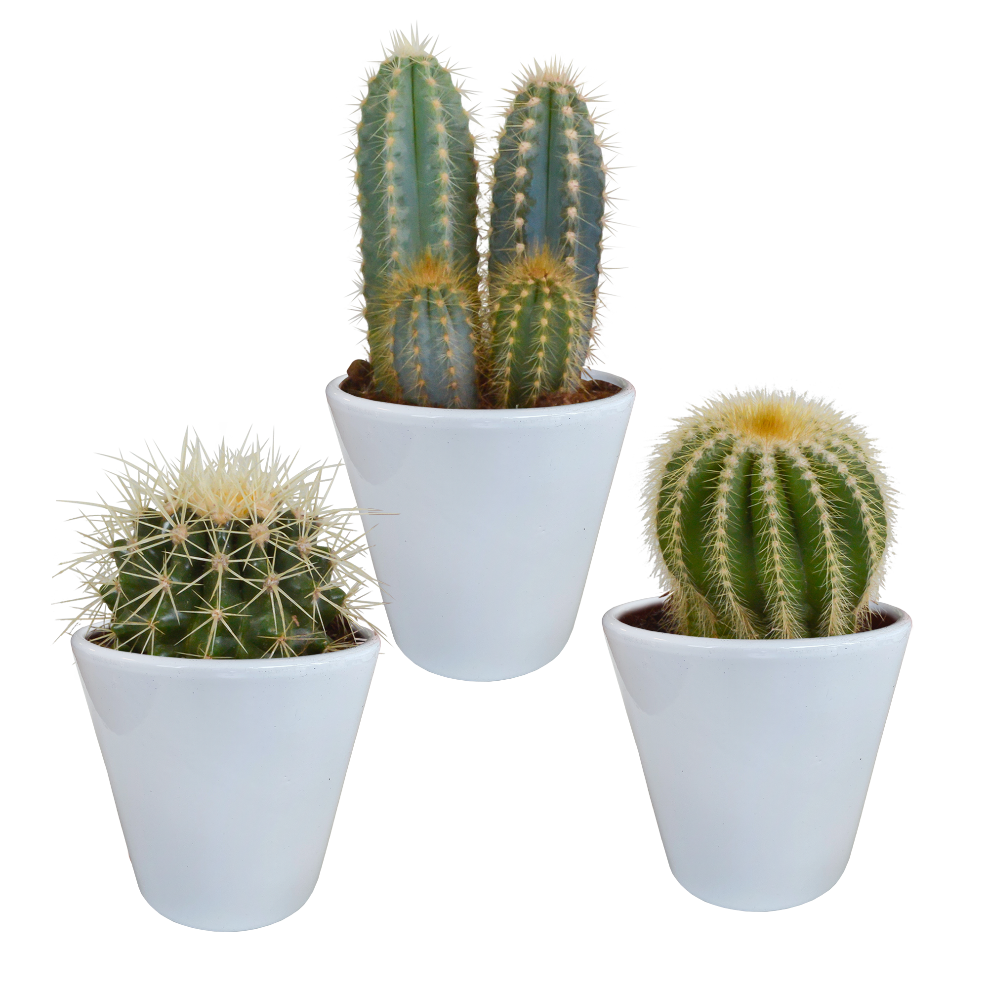 Cactus mix 8.5 cm - 3x - in witte pot