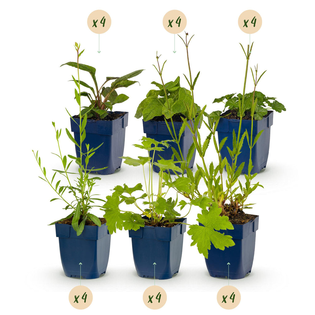 Borderpakket - Bijen en Vlinderlokkend - 24 Vaste planten - 3 m2 - Diversen kleuren - Weinig Onderhoud - Pot 11cm