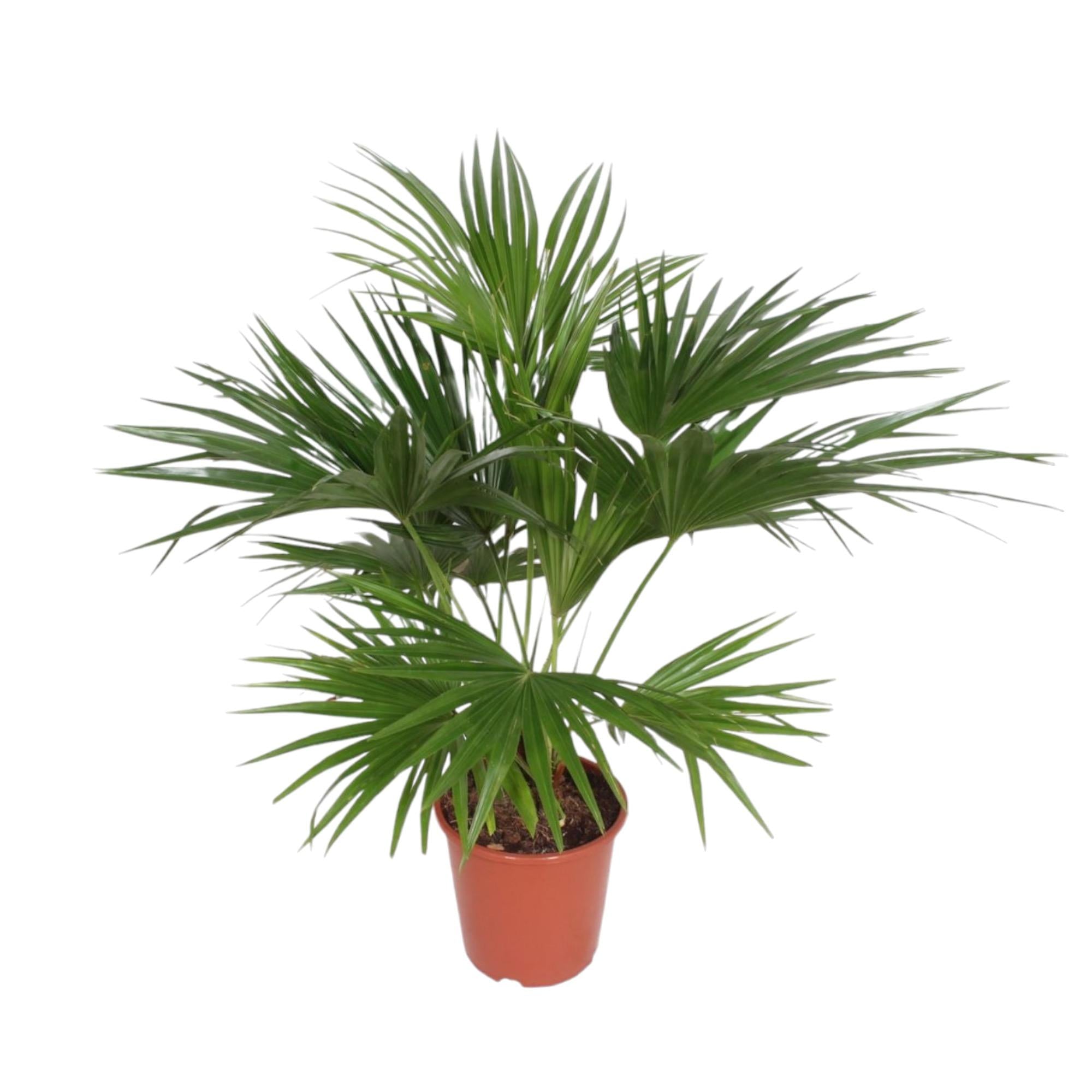 Livistona Chinensis - 150 cm - ø24