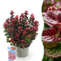 Tuinplant - Leucothoe Curly Red - Rood - 1 Plant -  Groenblijvend - Weinig Onderhoud - Pot 17cm Hoogte 40cm