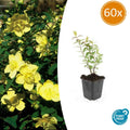 60x Hypericum 'Hidcote' - ↕10-25cm - Ø9cm