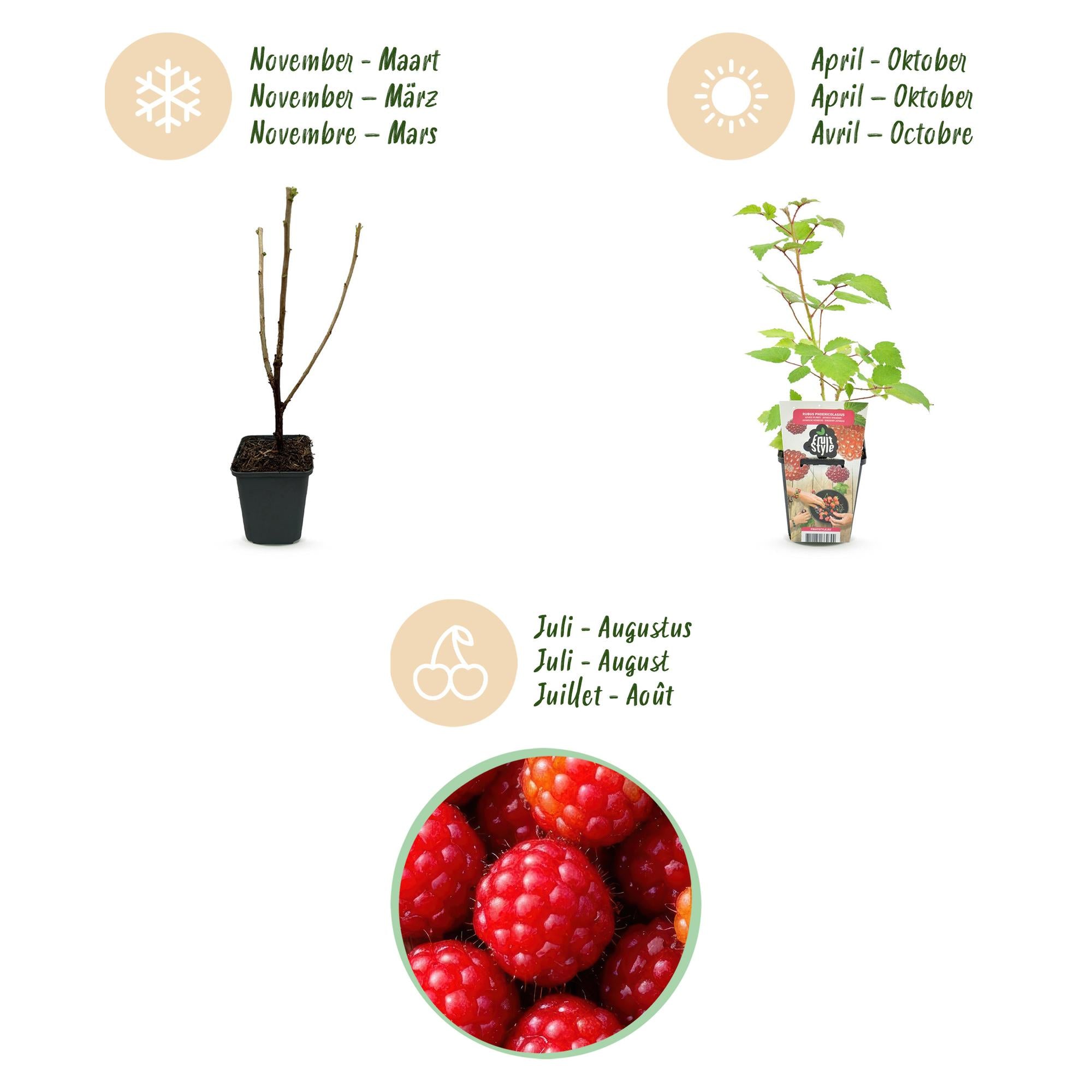 Fruitplanten - Japanse Wijnbes - Rubus Phoenicolasius - Winterhard - 3 Planten - Pot 9 cm - Rode Bes
