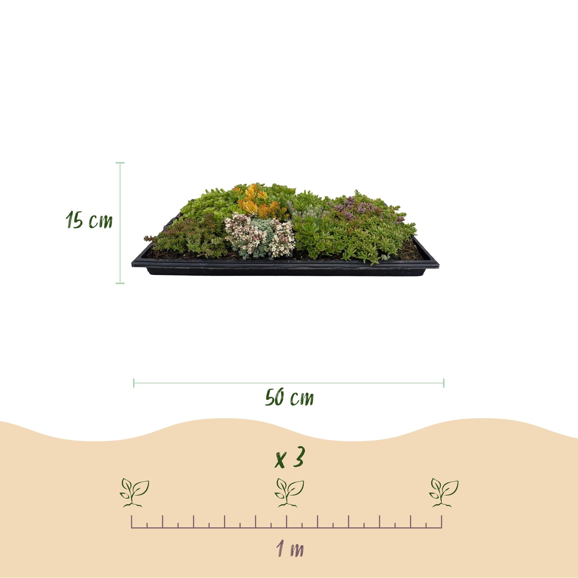 Bodembedekker - Winterhard - Sedum mat - Bestaat uit 10 soorten - X4 - Weinig Onderhoud - Lengte 50 Breedte 30